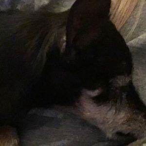 Meet your Posher, Loy